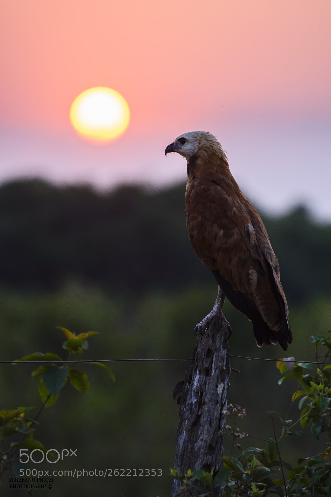 Nikon D7200 sample photo. Pantanal photography