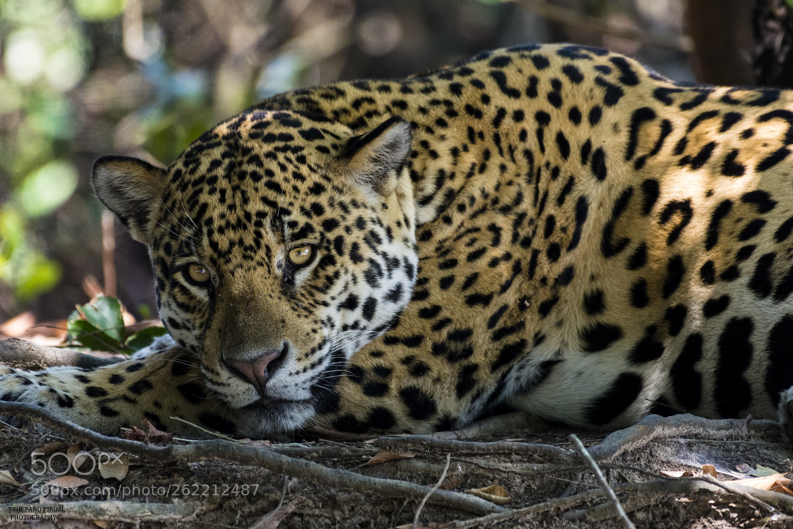 Nikon D7200 sample photo. Jaguar/ onça-pintada photography