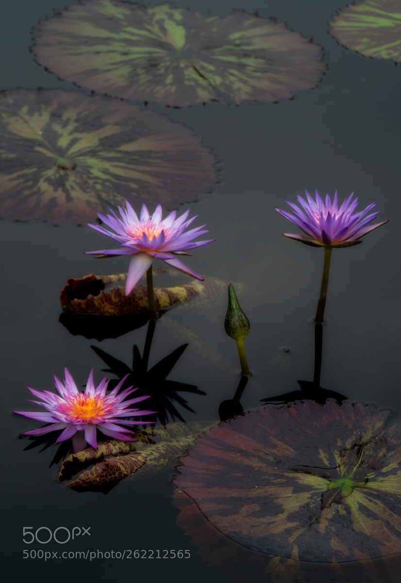 Sony a6500 sample photo. Three photography