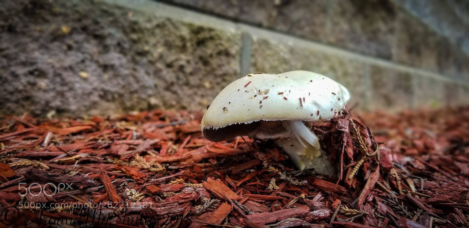 Samsung Galaxy S8+ sample photo. Mushroom.. photography