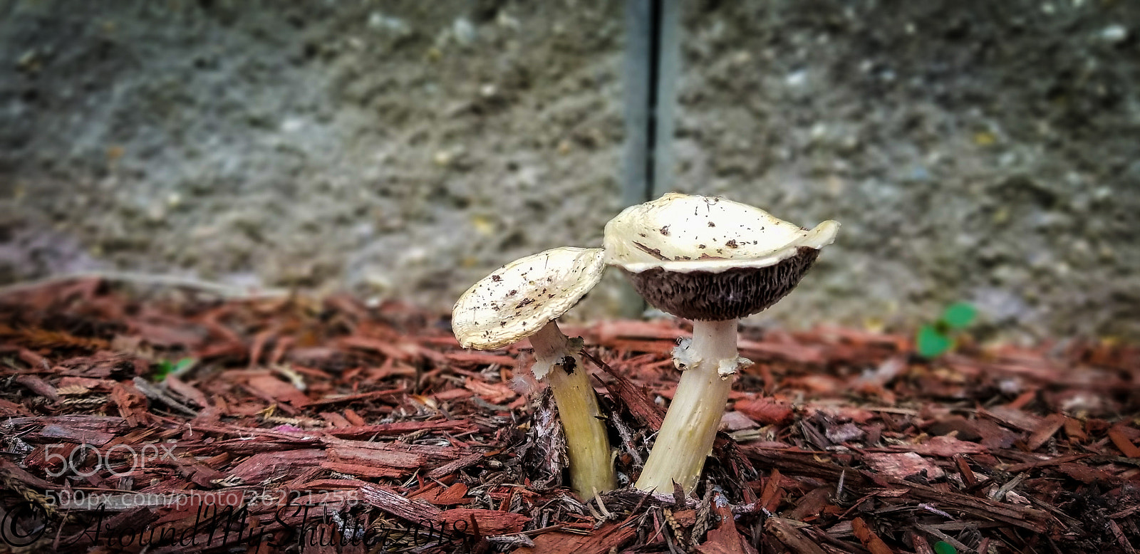 Samsung Galaxy S8+ sample photo. Mushroom.. photography