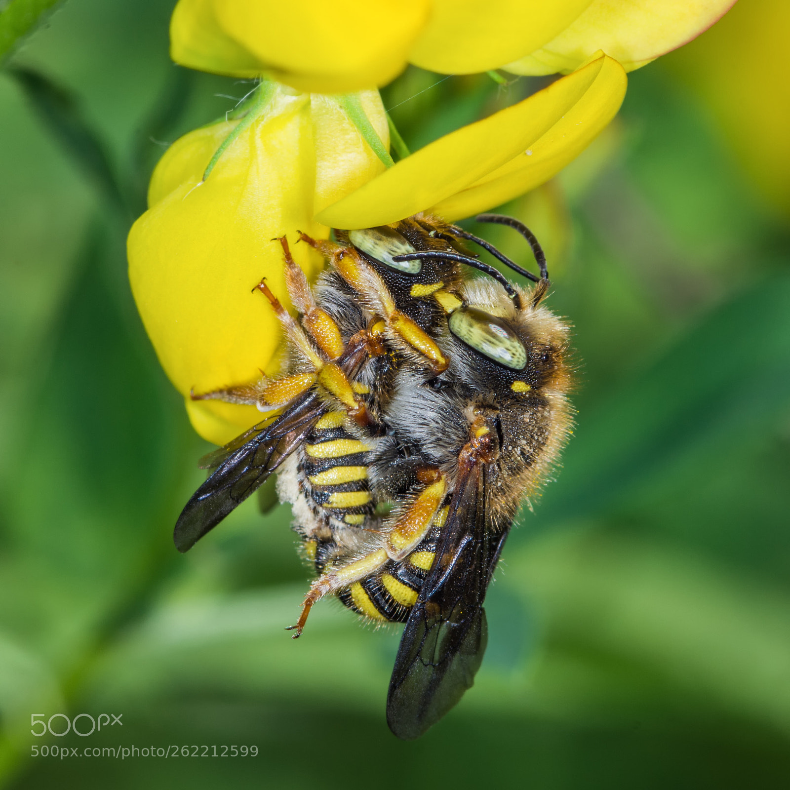 Nikon D7200 sample photo. Breeding wool carder bees photography