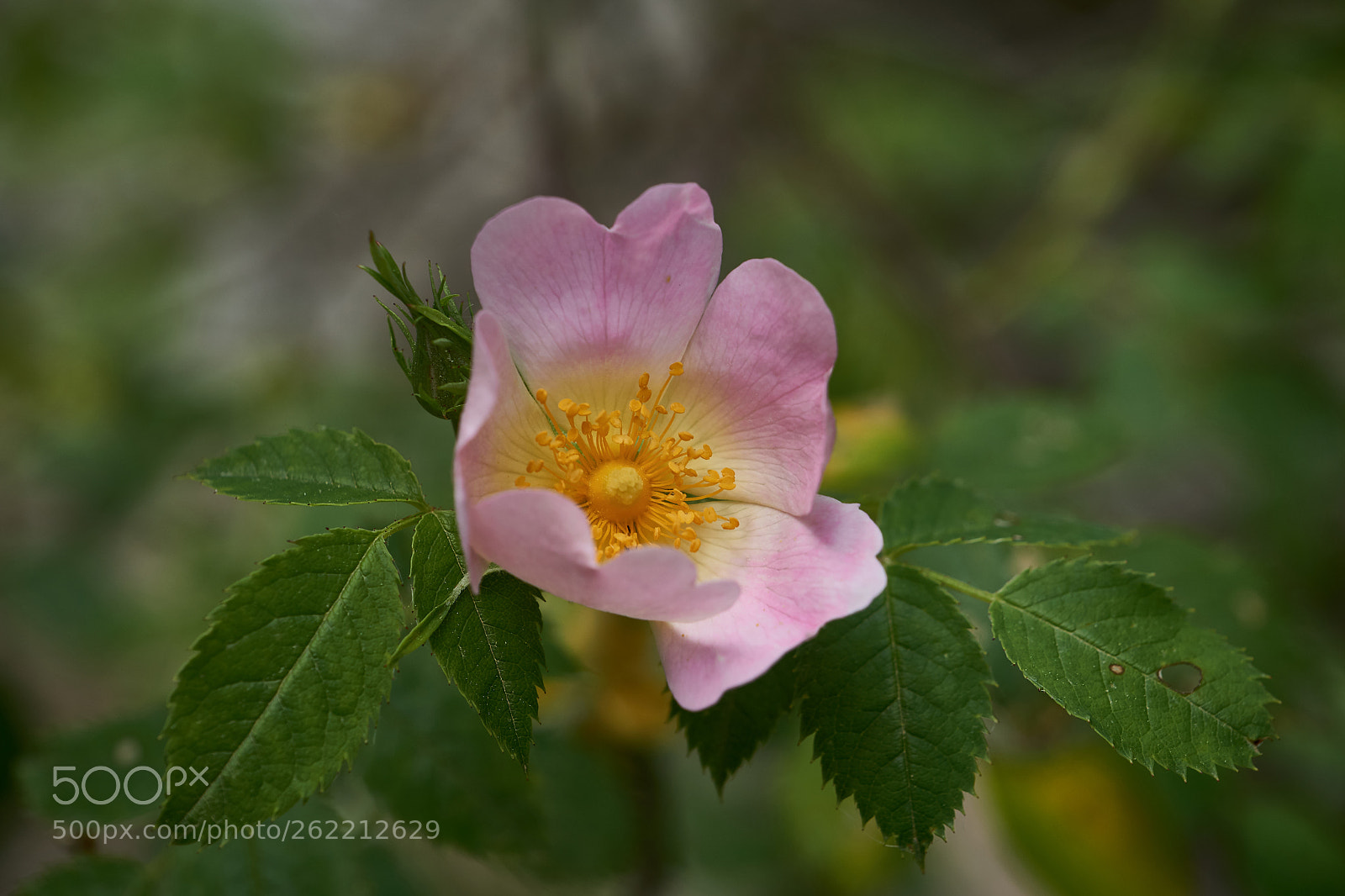 Sony a6000 sample photo. Rfr photography