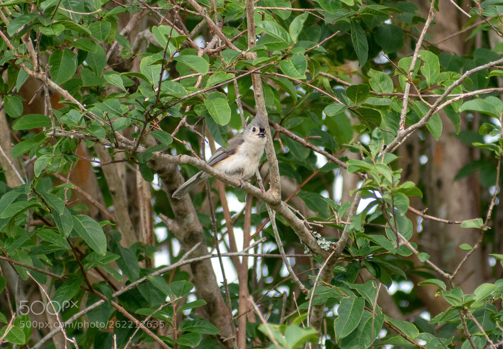 Nikon D5500 sample photo. Tufted titmouse photography