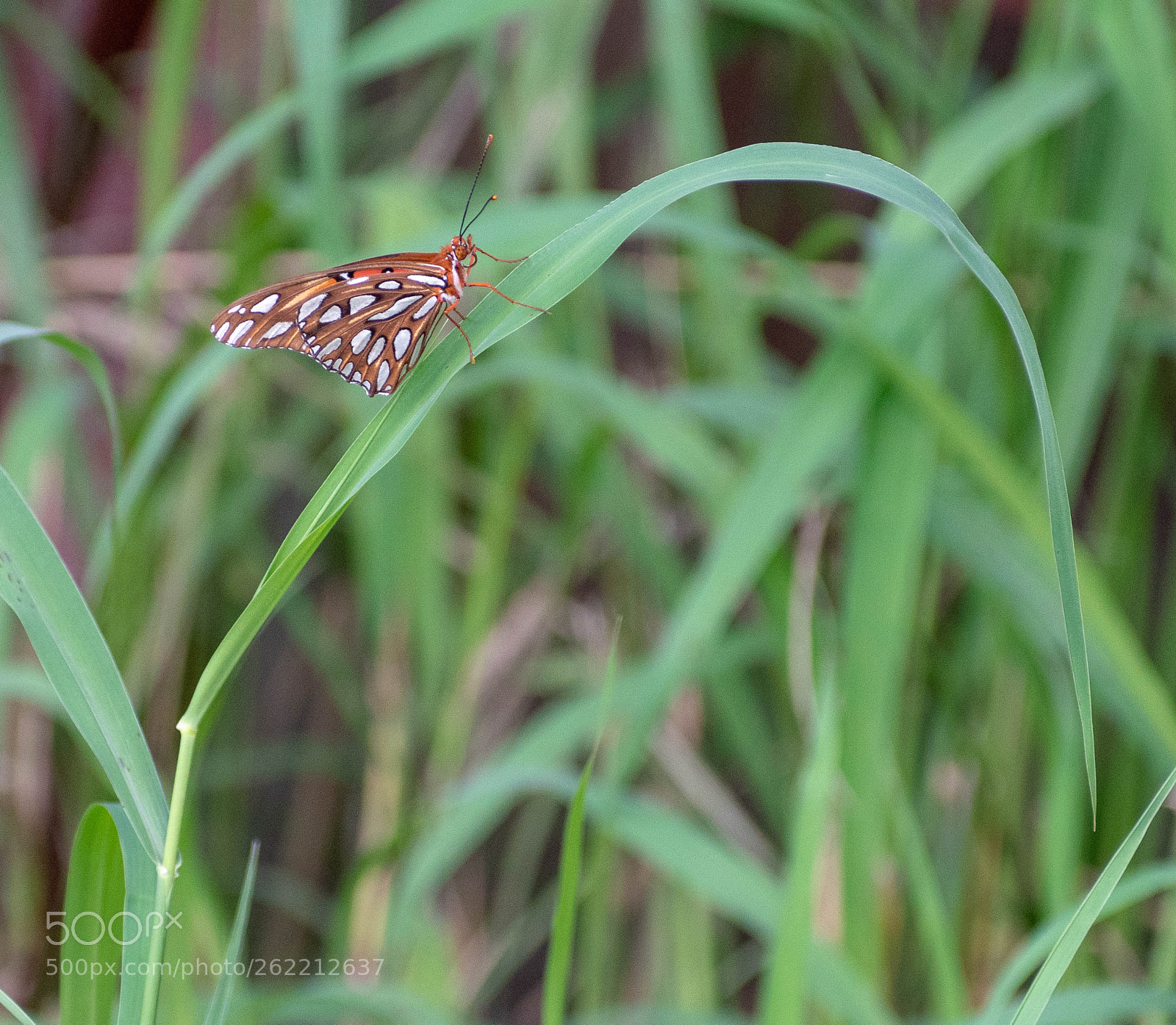 Nikon D5500 sample photo. Gulf fritillary photography