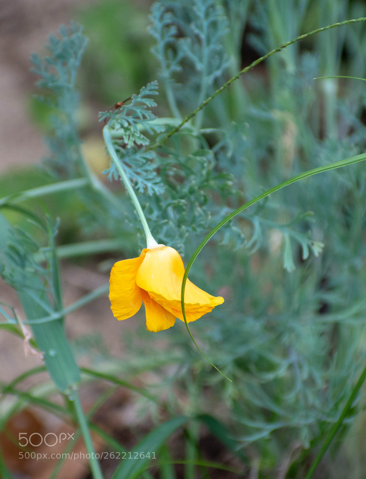 Nikon D5500 sample photo. Poppy photography
