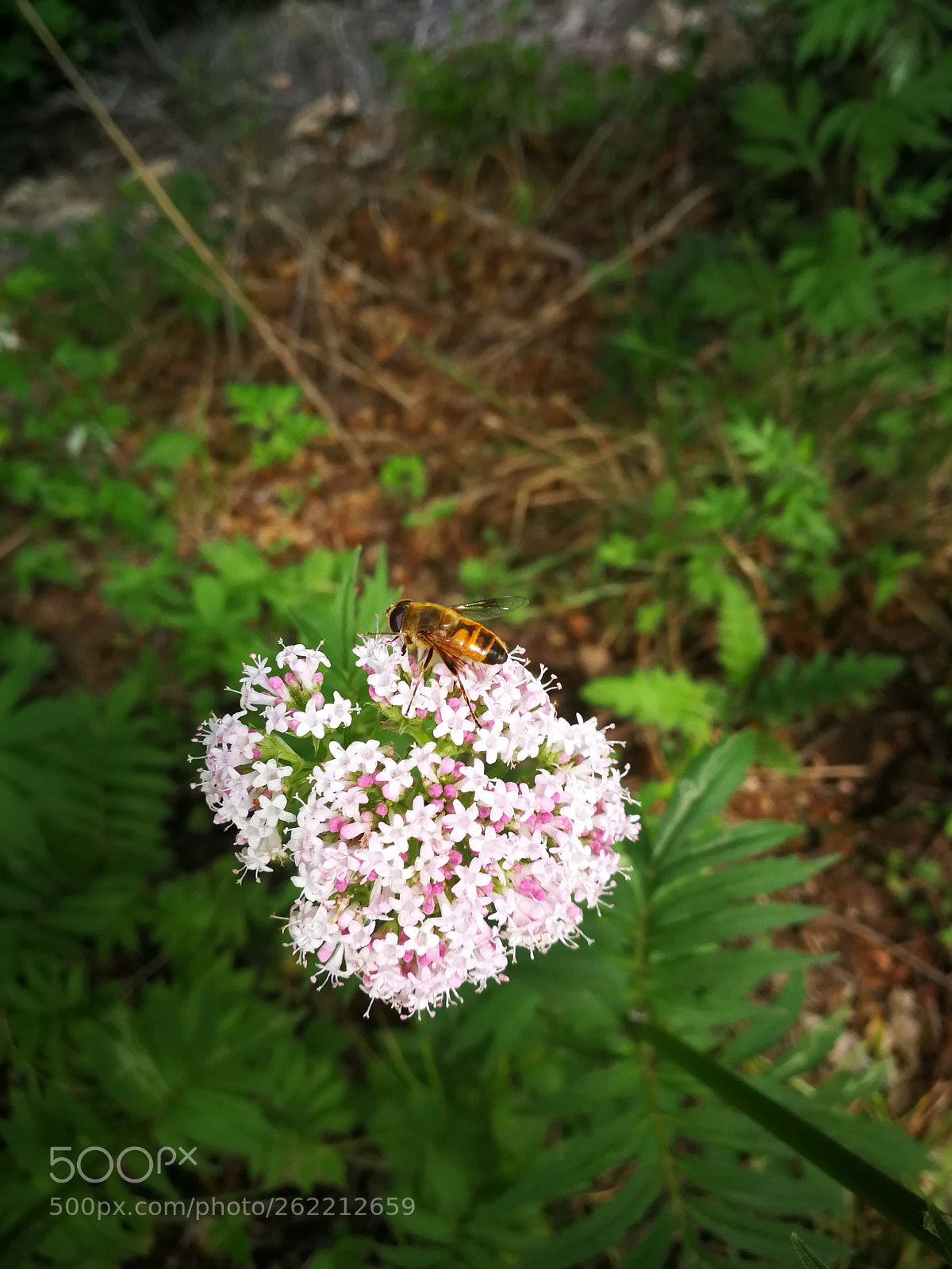 HUAWEI P10 sample photo. Untitled photography