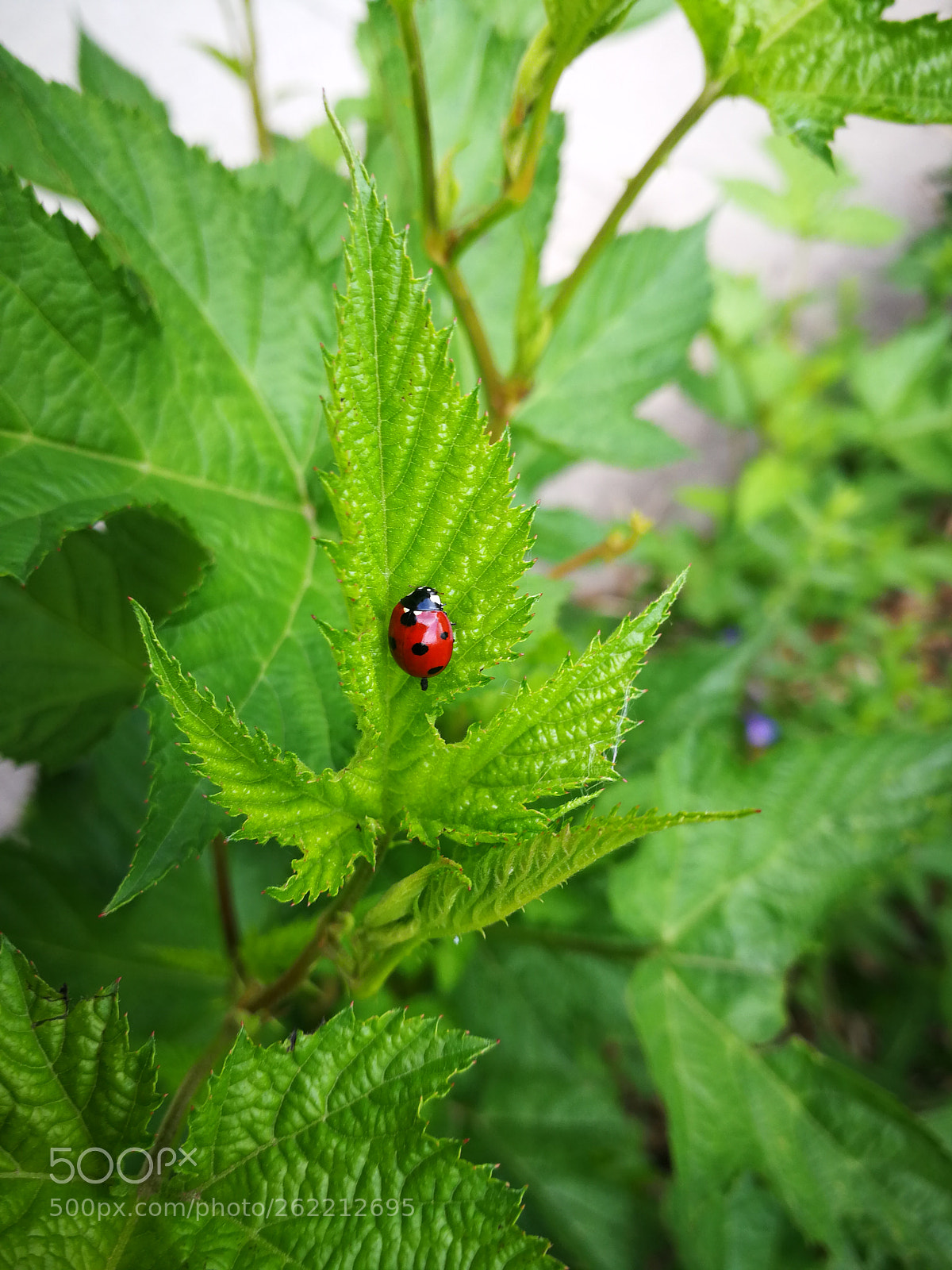 HUAWEI P10 sample photo. Untitled photography