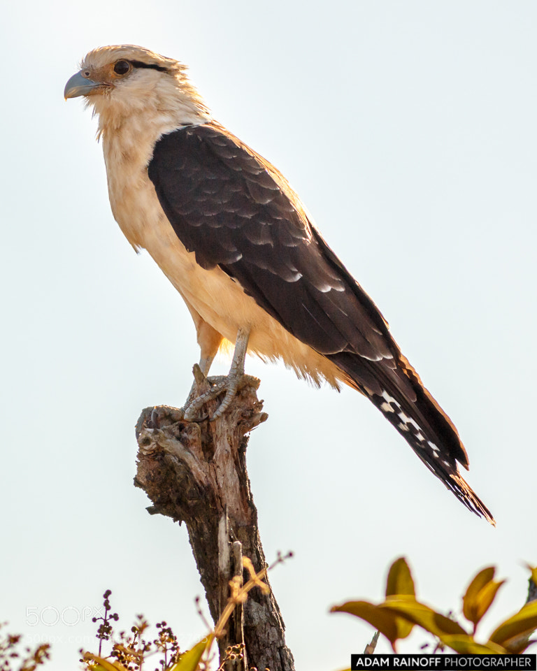 Canon EOS 70D sample photo. Yellow headed caracara la photography