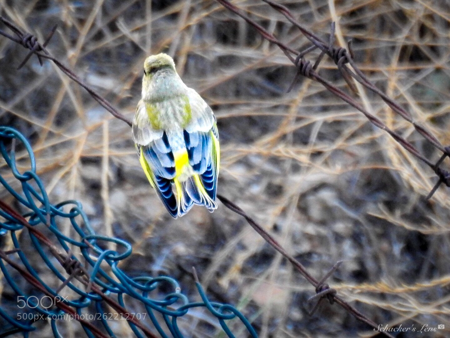 Nikon Coolpix P900 sample photo. طائر الصباح photography
