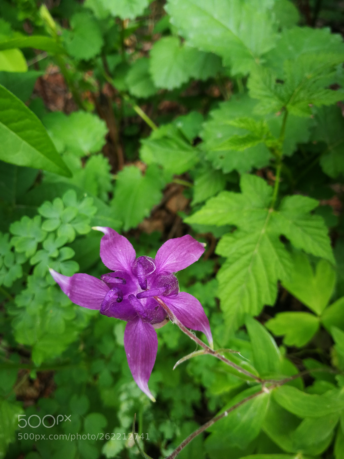 HUAWEI P10 sample photo. Untitled photography