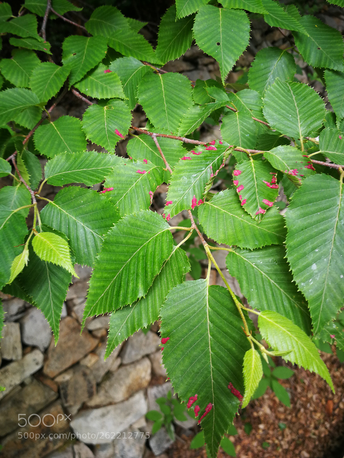 HUAWEI P10 sample photo. Untitled photography