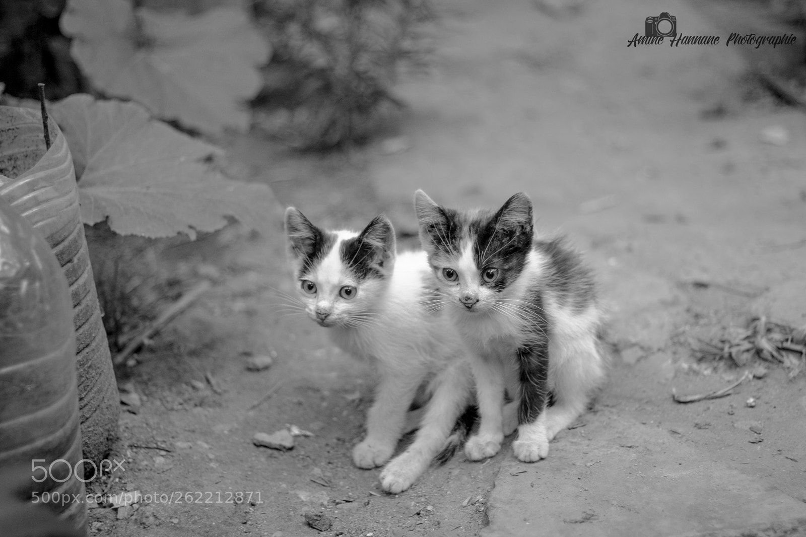Canon EOS 50D sample photo. Cats bros photography