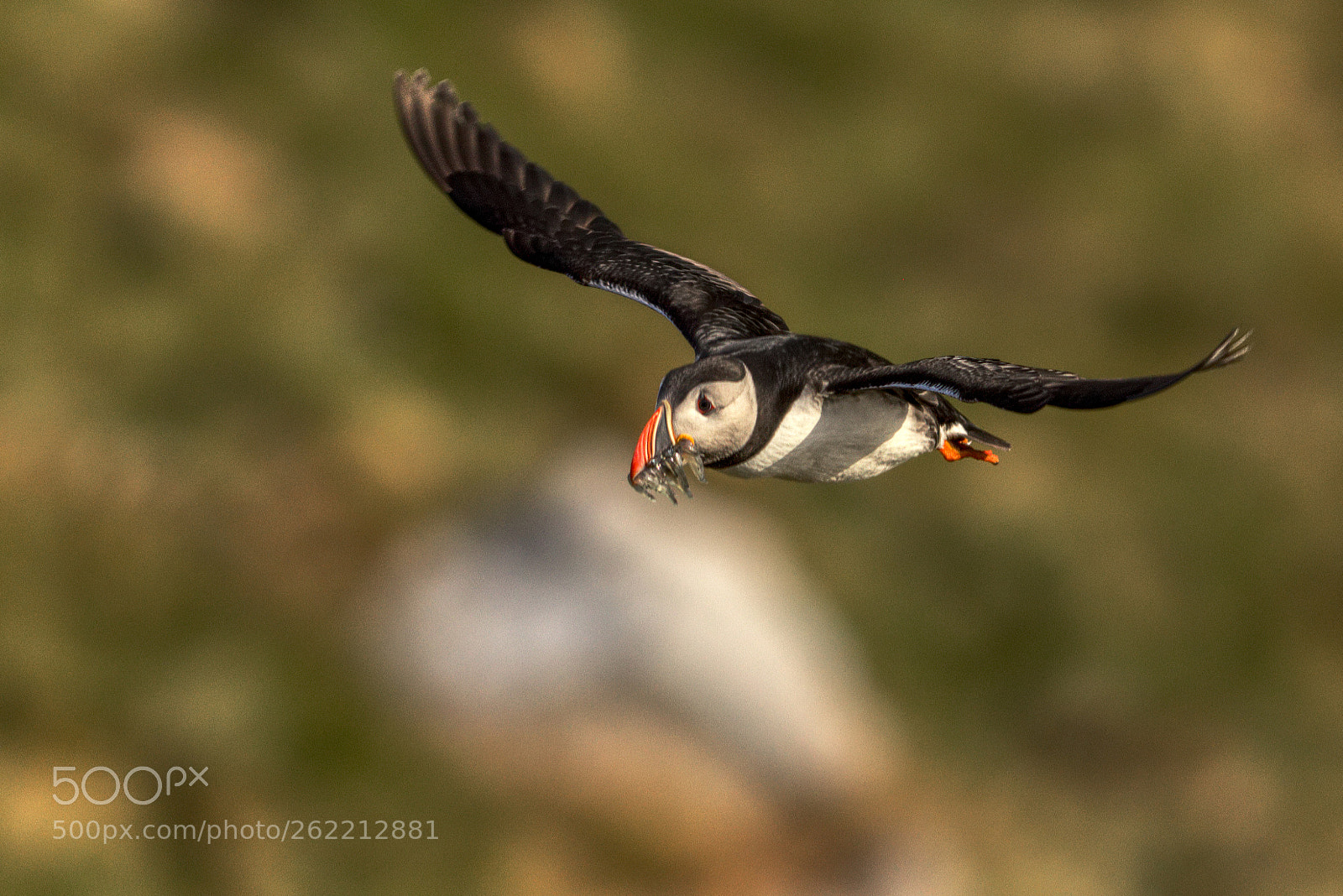 Canon EOS 80D sample photo. Lundefugl / puffin / fratercula arctica photography