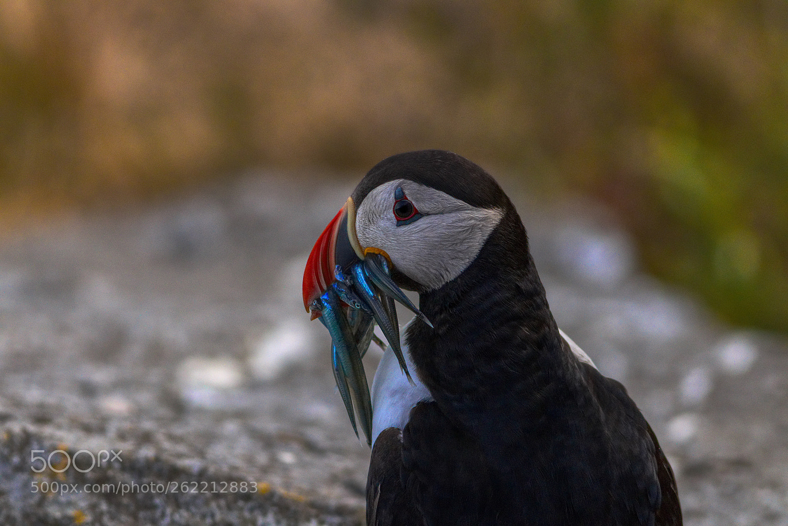 Canon EOS 80D sample photo. Lundefugl / puffin / fratercula arctica photography