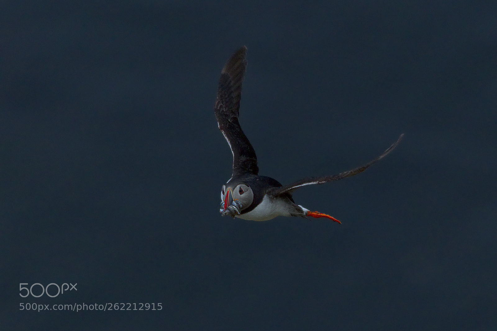 Canon EOS 80D sample photo. Lundefugl / puffin / fratercula arctica photography