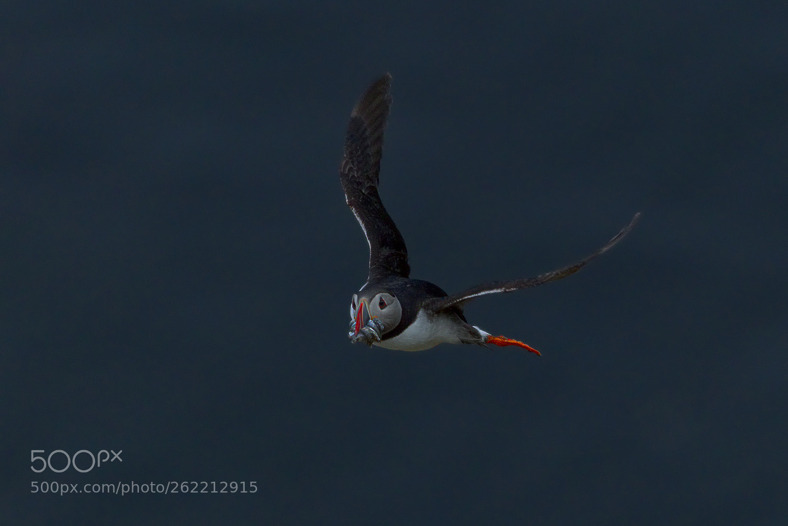 Canon EOS 80D sample photo. Lundefugl / puffin / fratercula arctica photography