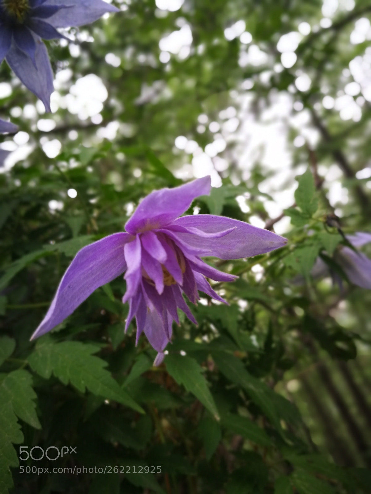 HUAWEI P10 sample photo. Untitled photography