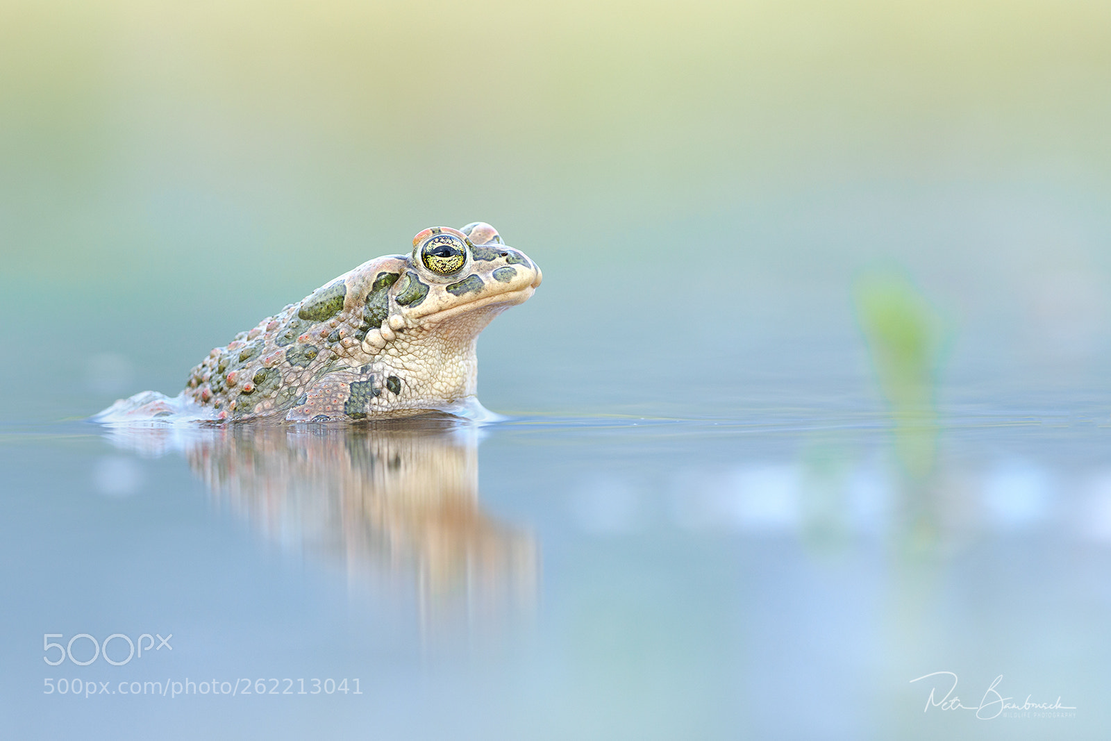Olympus OM-D E-M1 Mark II sample photo. Green toad | croatia photography