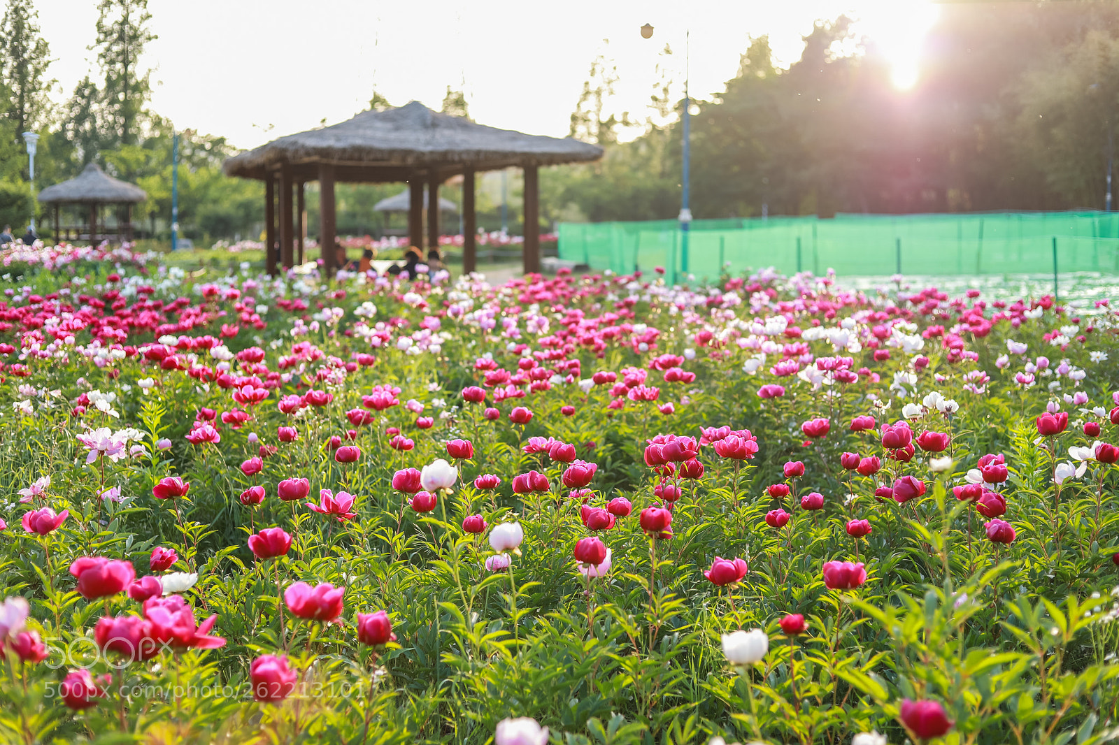 Canon EOS 6D Mark II sample photo. Incheon park photography