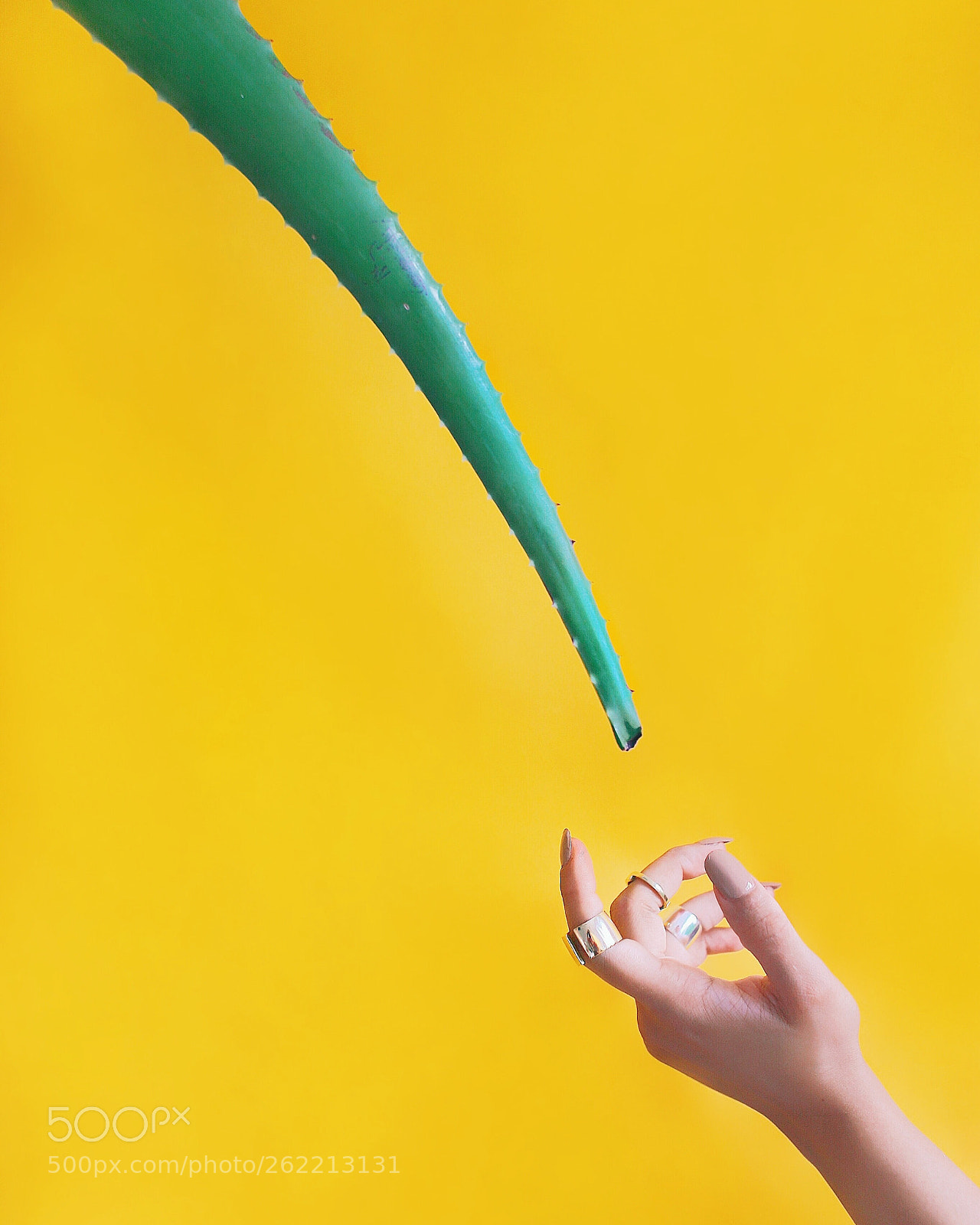 Canon EOS 6D sample photo. Mikado and aloe photography