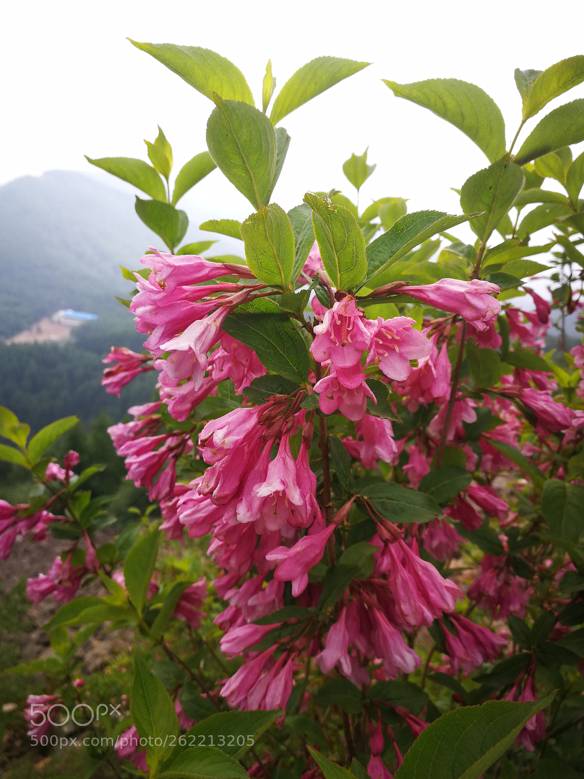 HUAWEI P10 sample photo. Untitled photography