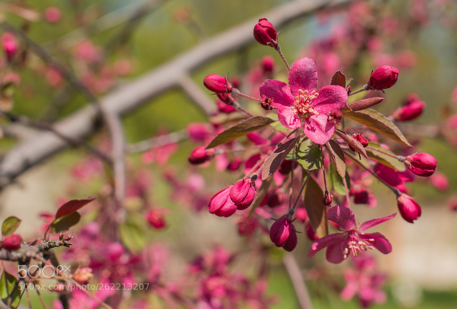 Nikon D610 sample photo. The world of apple photography