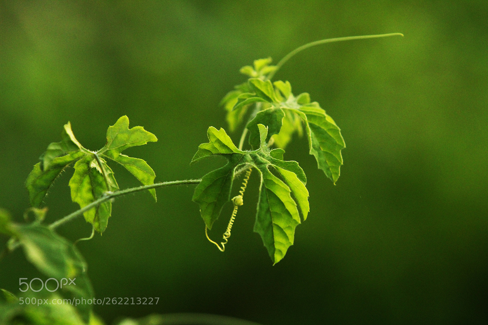 Canon EOS 1300D (EOS Rebel T6 / EOS Kiss X80) sample photo. Green sprout... photography