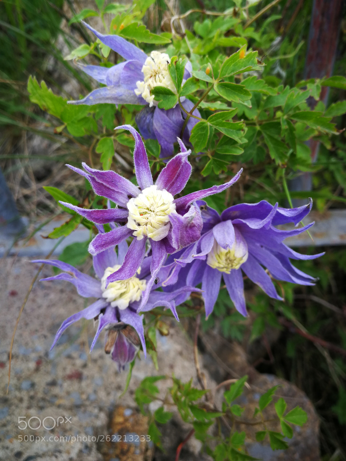 HUAWEI P10 sample photo. Untitled photography