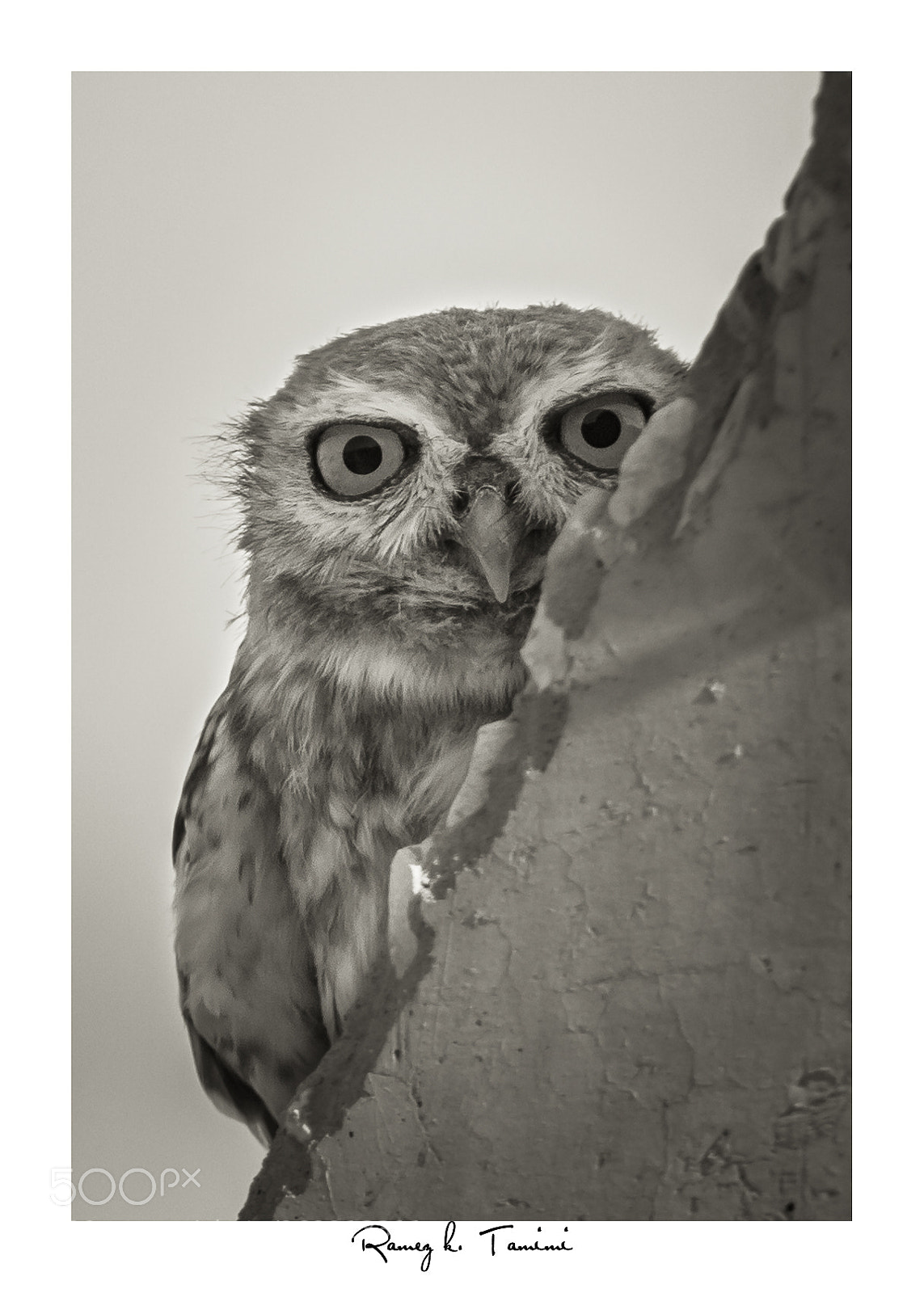 Canon EOS 600D (Rebel EOS T3i / EOS Kiss X5) sample photo. Little owl photography