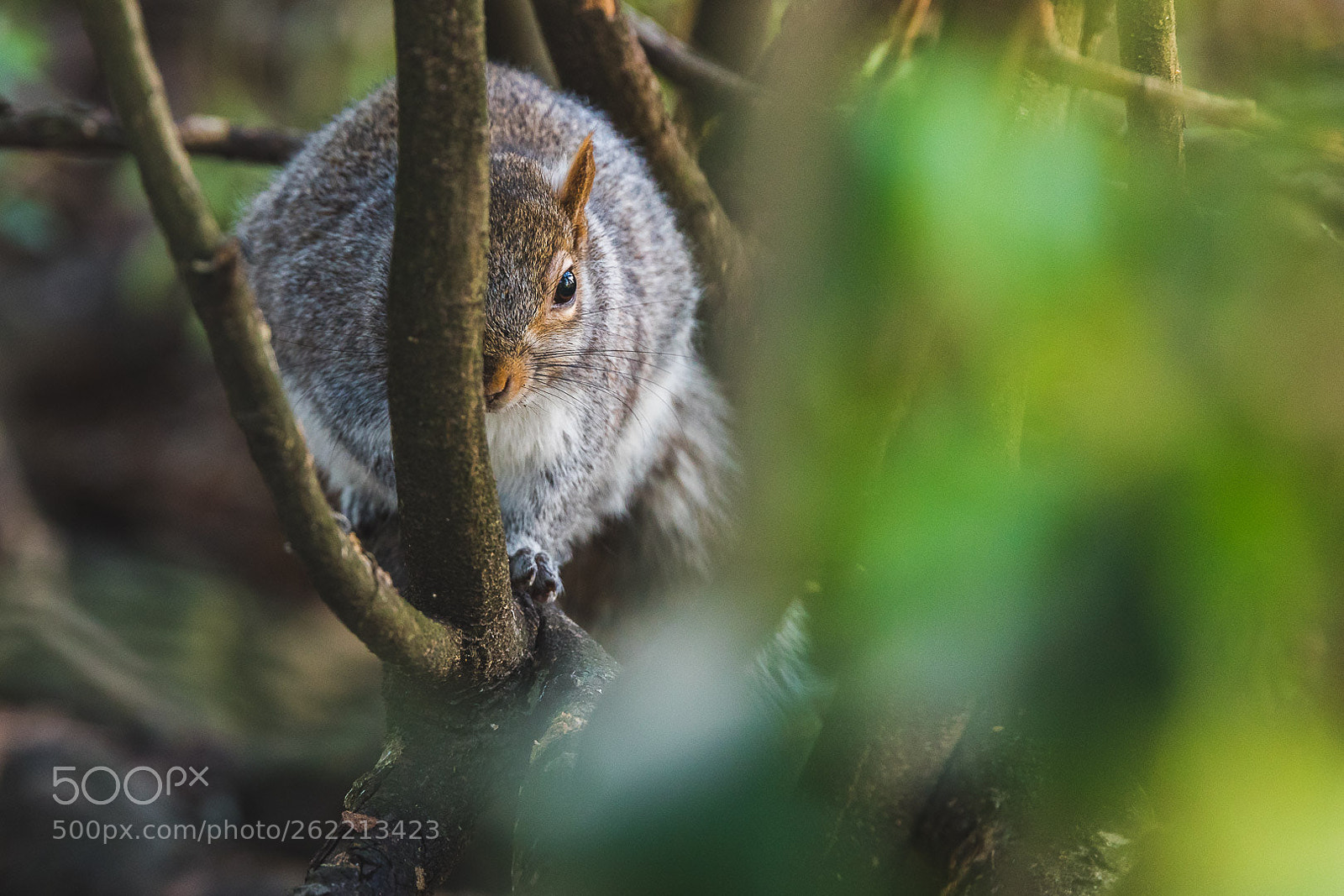 Canon EOS 7D Mark II sample photo. Shy squirrel photography