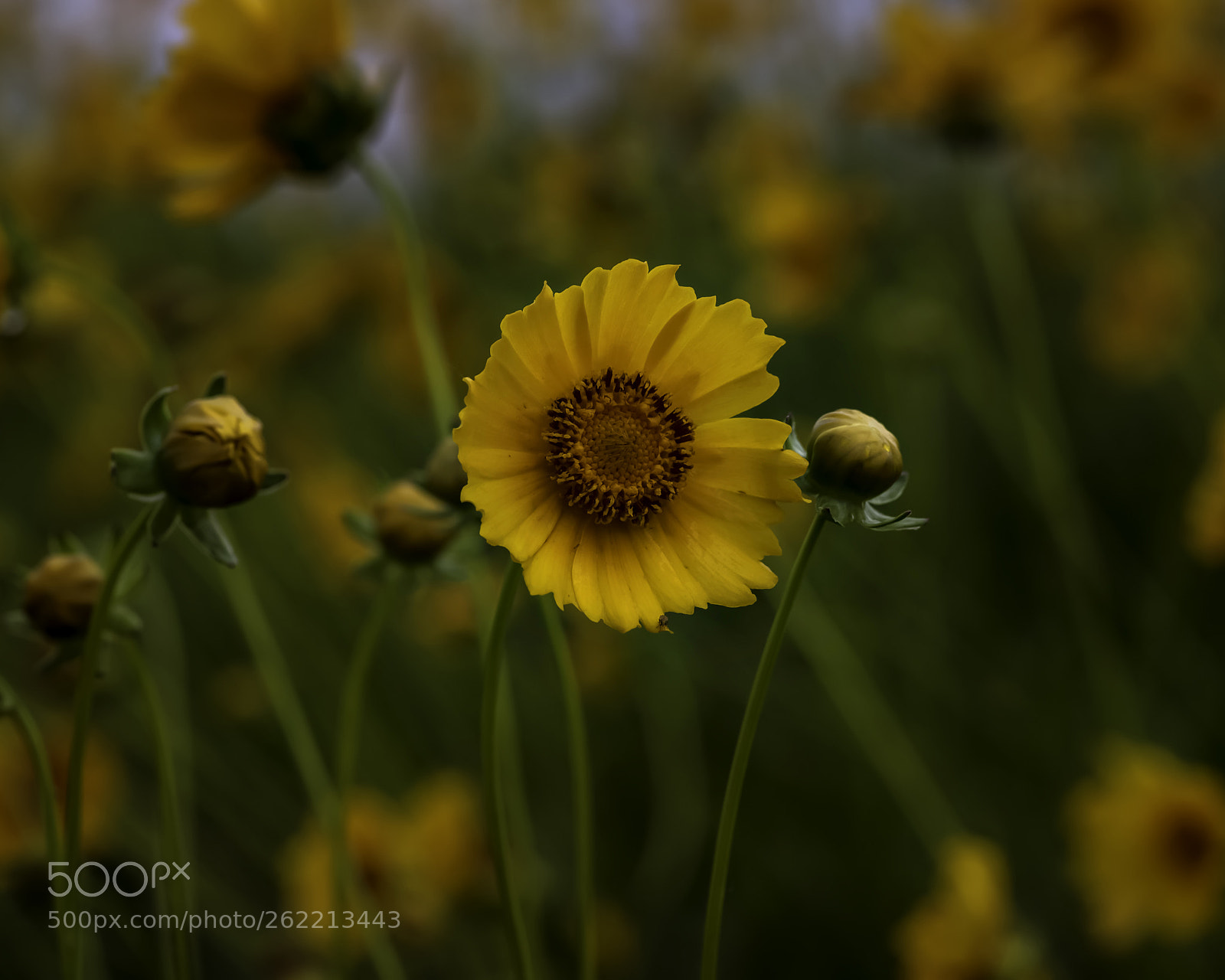 Nikon D750 sample photo. Coreopsis photography