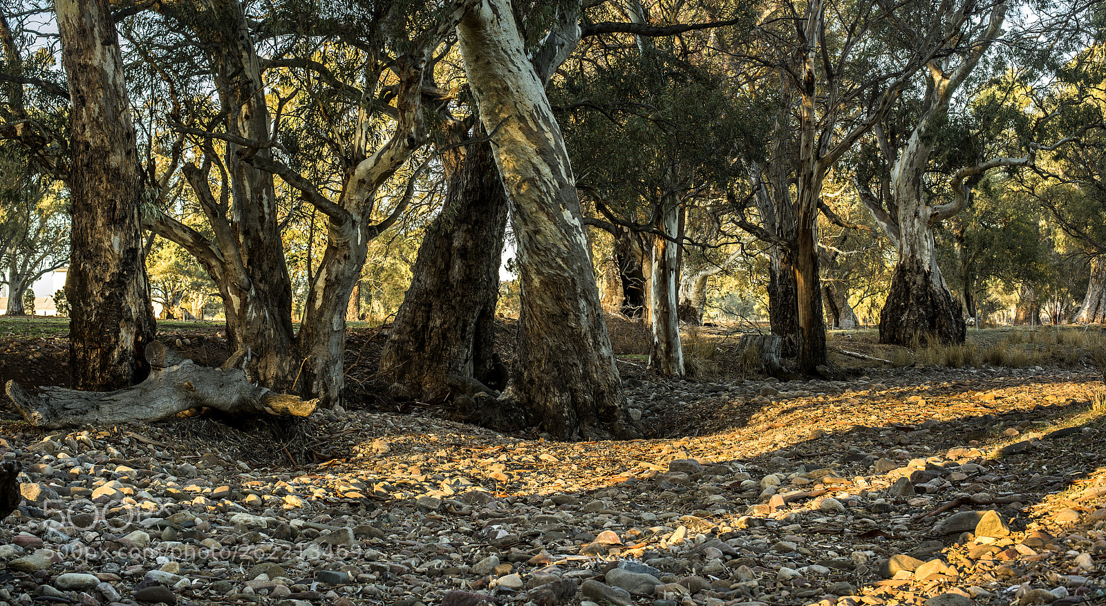 Nikon D810 sample photo. Dry creek bed,flinders ranges,south photography