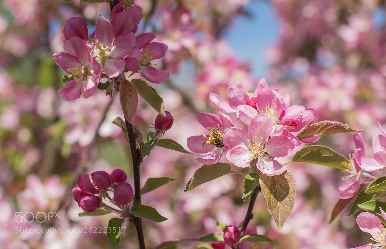 Nikon D610 sample photo. The world of apple photography