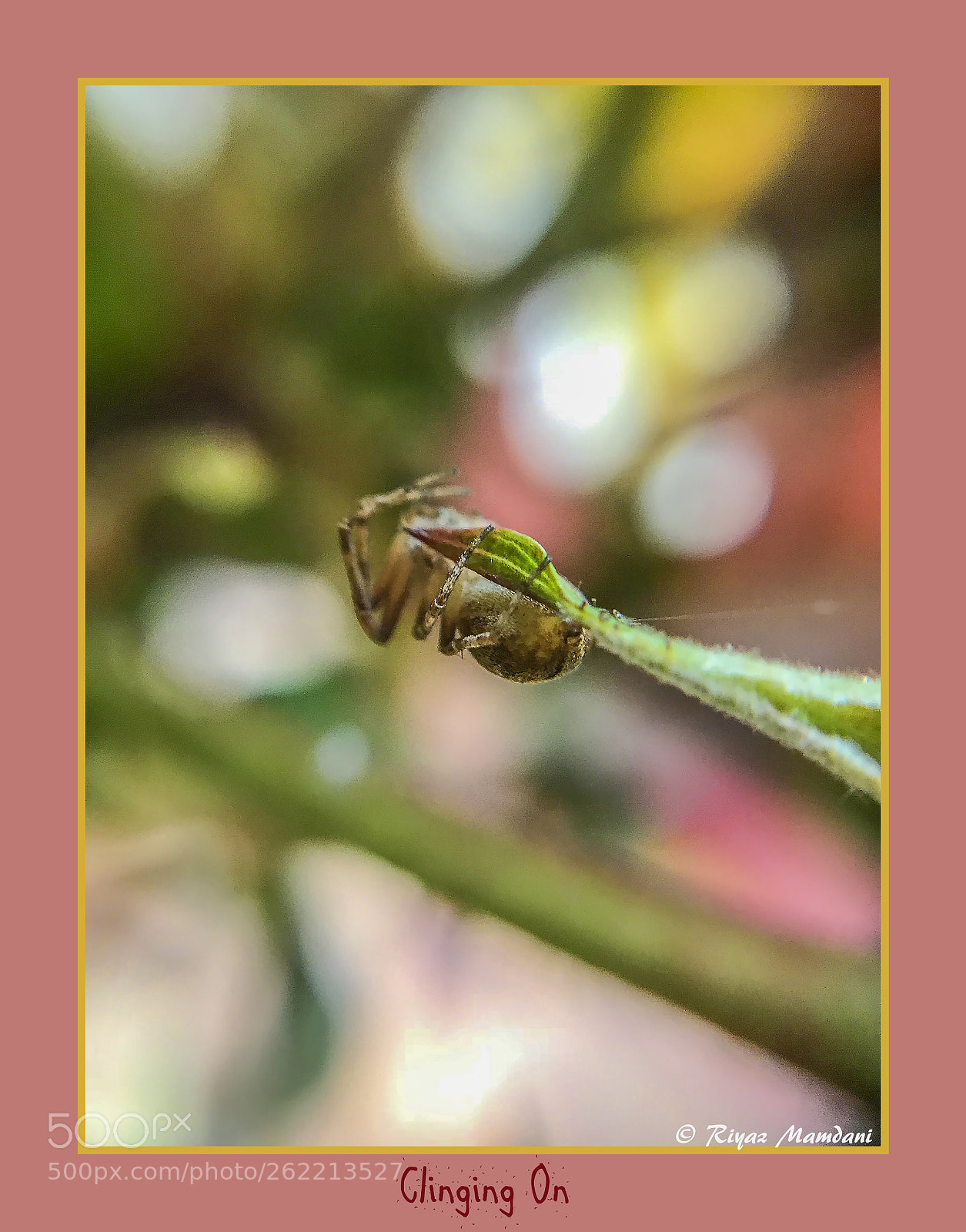 Apple iPhone 7 Plus sample photo. Img photography