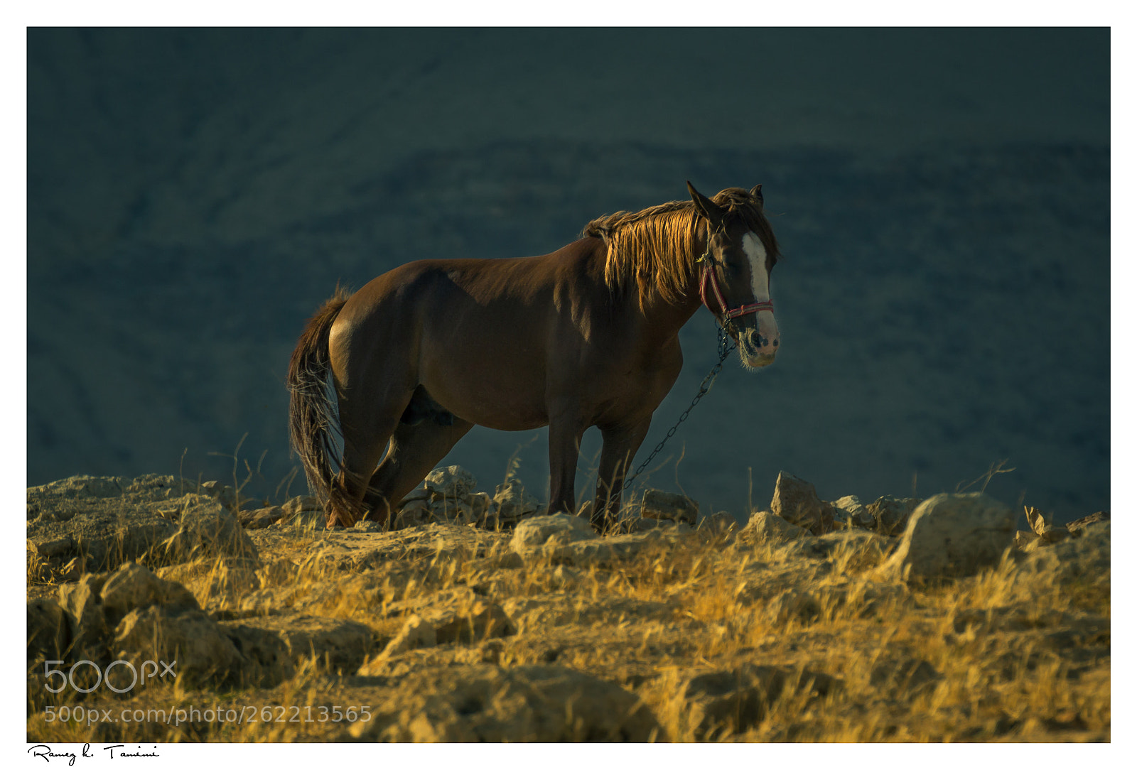 Canon EOS 600D (Rebel EOS T3i / EOS Kiss X5) sample photo. Golden horse photography