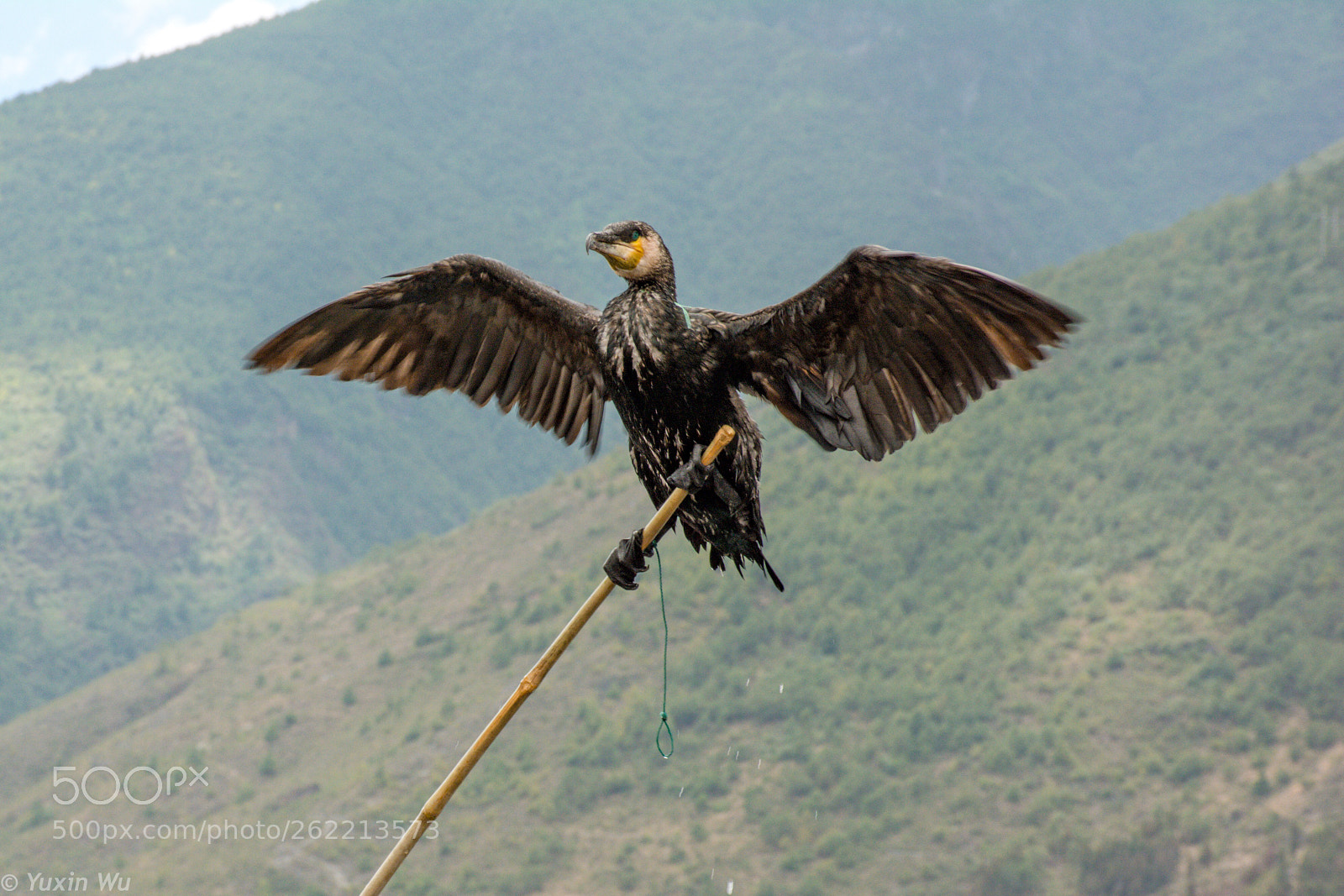 Nikon D7100 sample photo. Jinsuo lake eagle  photography