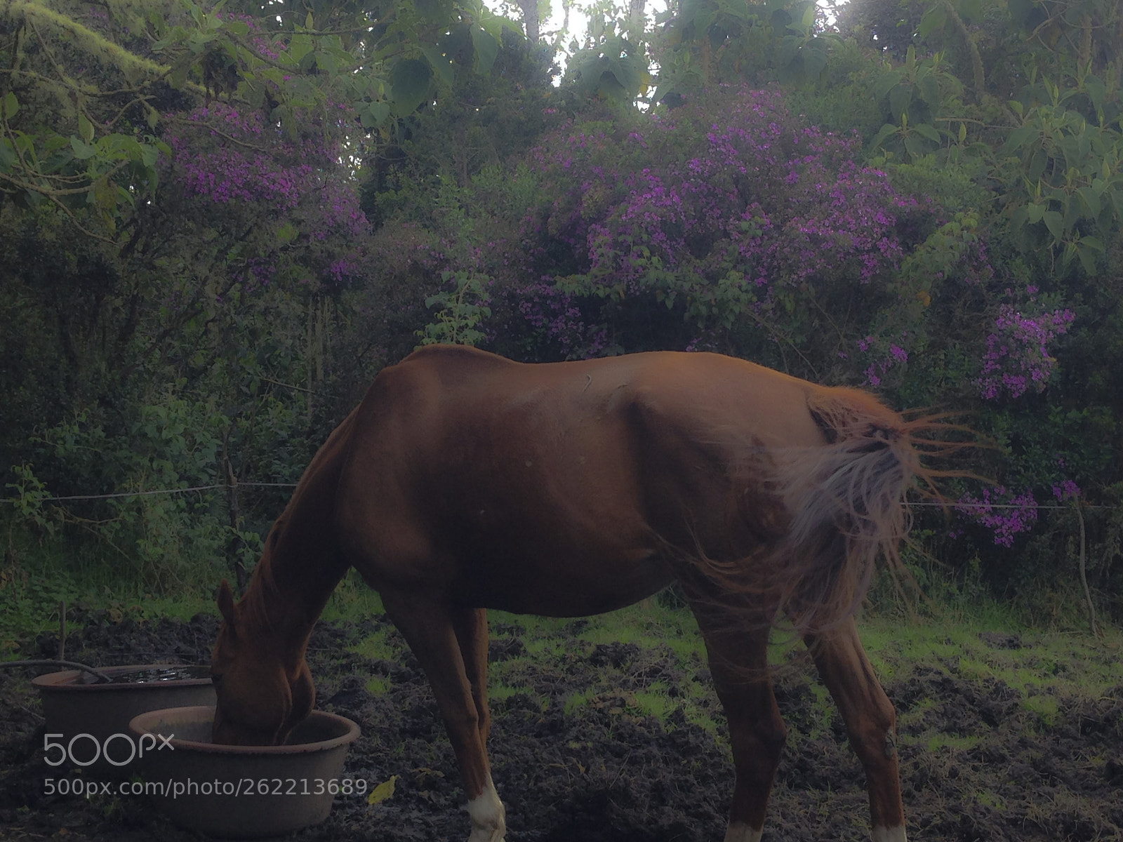 Apple iPhone 5 sample photo. Drinking horse photography
