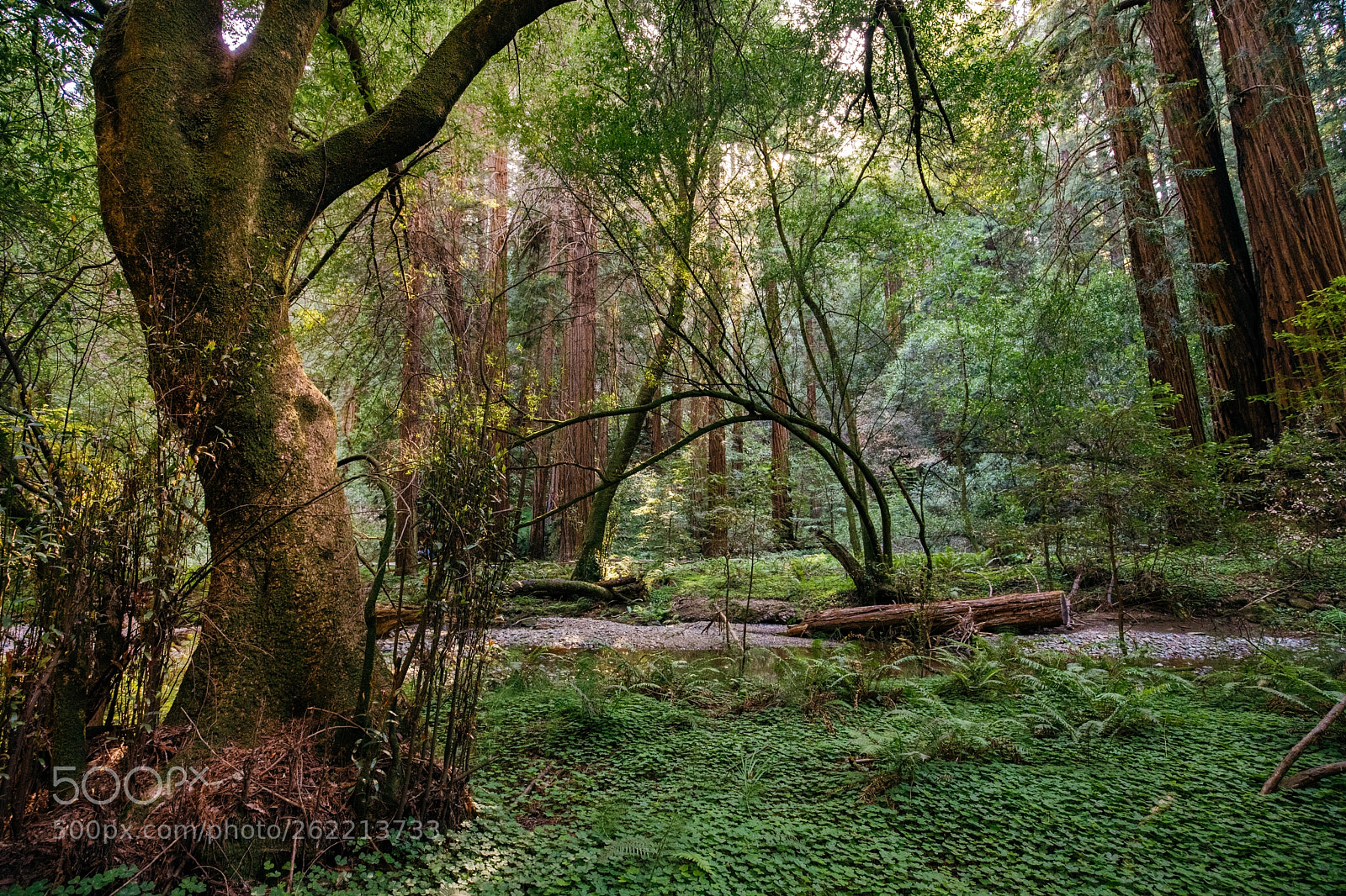 Sony a7 III sample photo. Muir woods photography