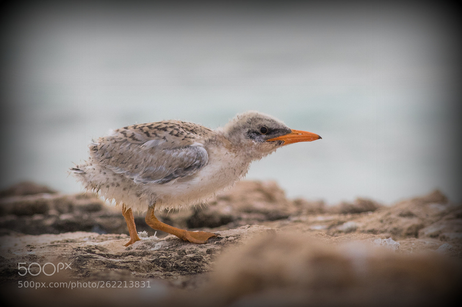 Canon EOS 7D Mark II sample photo. Baby caspian tern photography