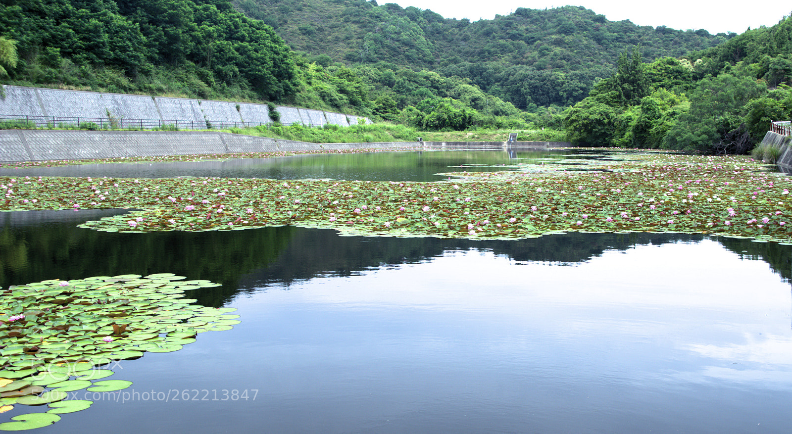 Nikon D7100 sample photo. Water lilies photography