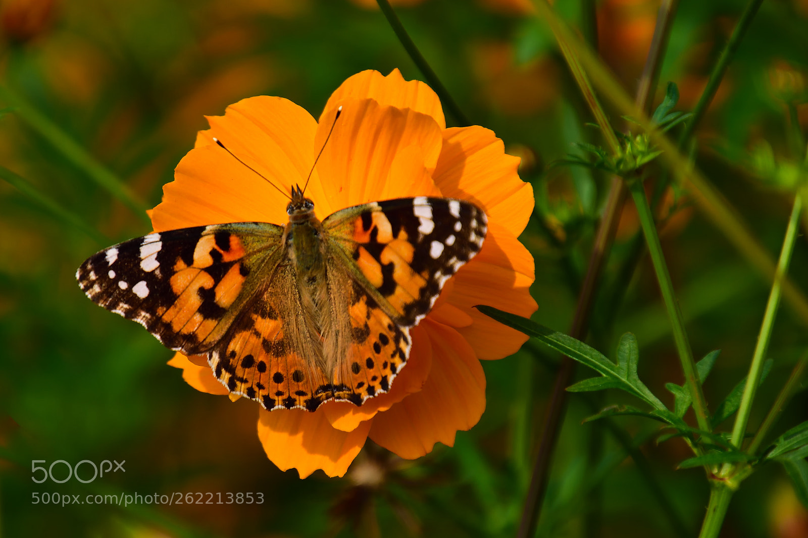 Nikon D5500 sample photo. Macro photography