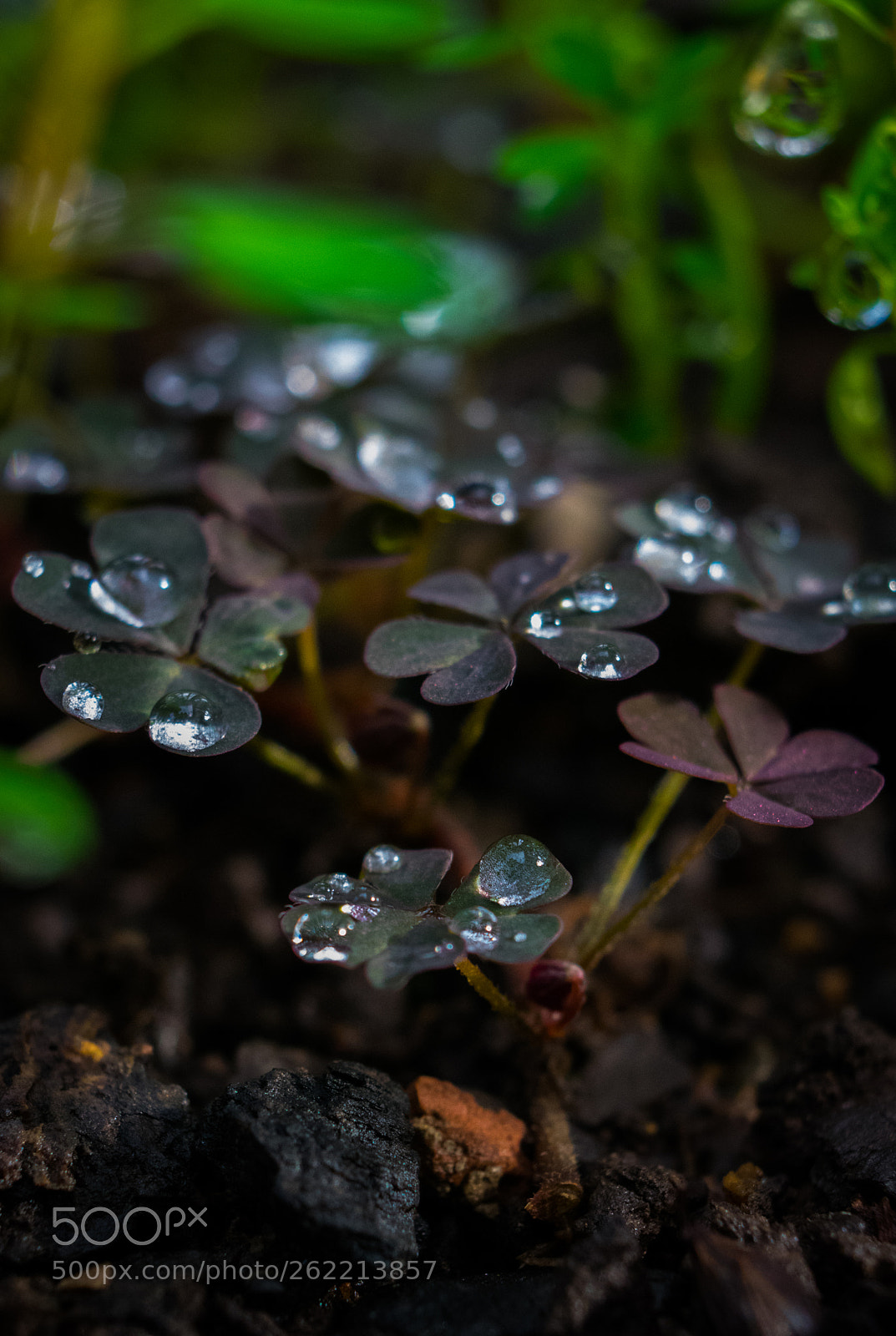 Nikon D3400 sample photo. Gotas en trébol 2 photography