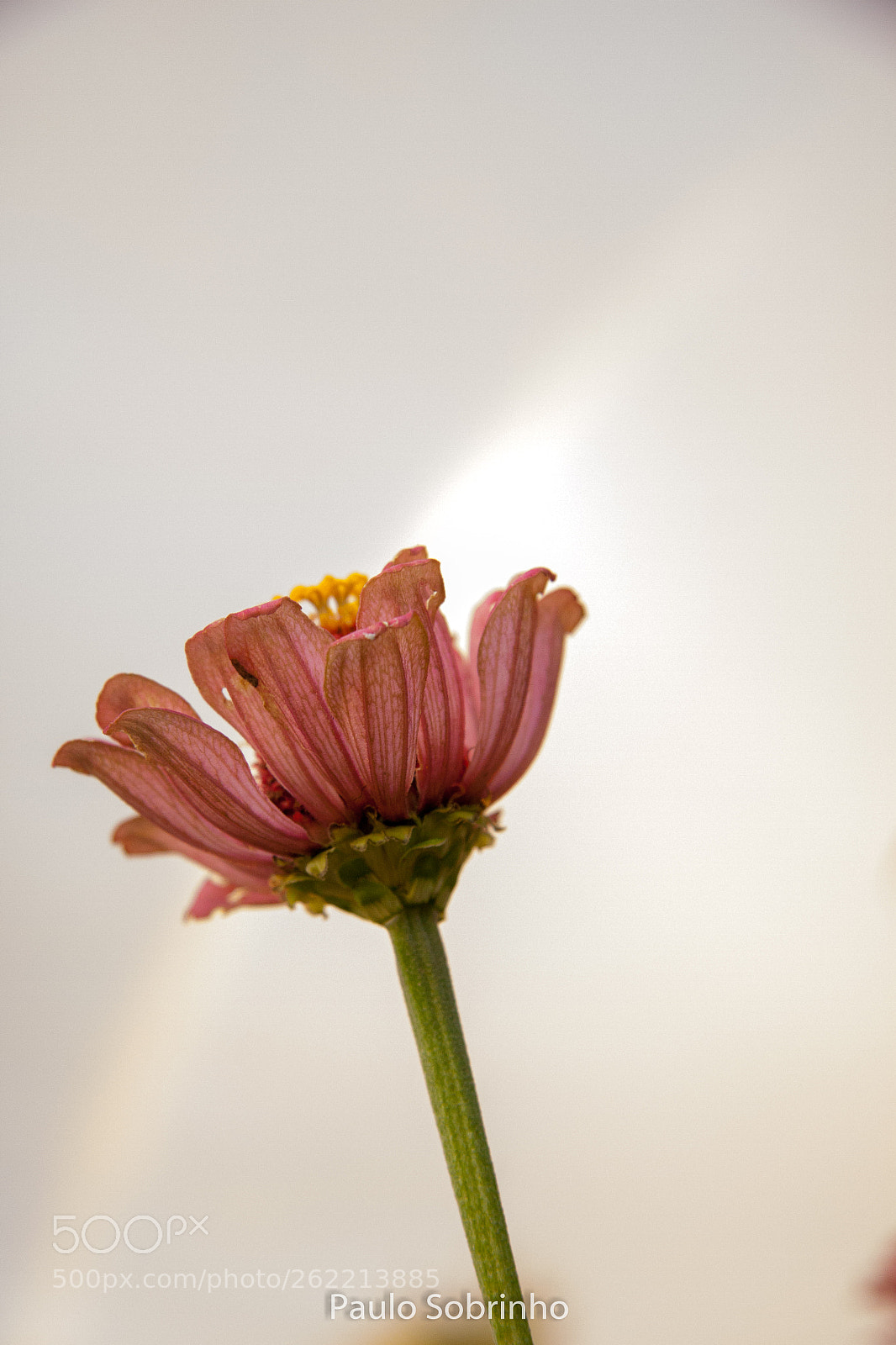Canon EOS 50D sample photo. Untitled photography