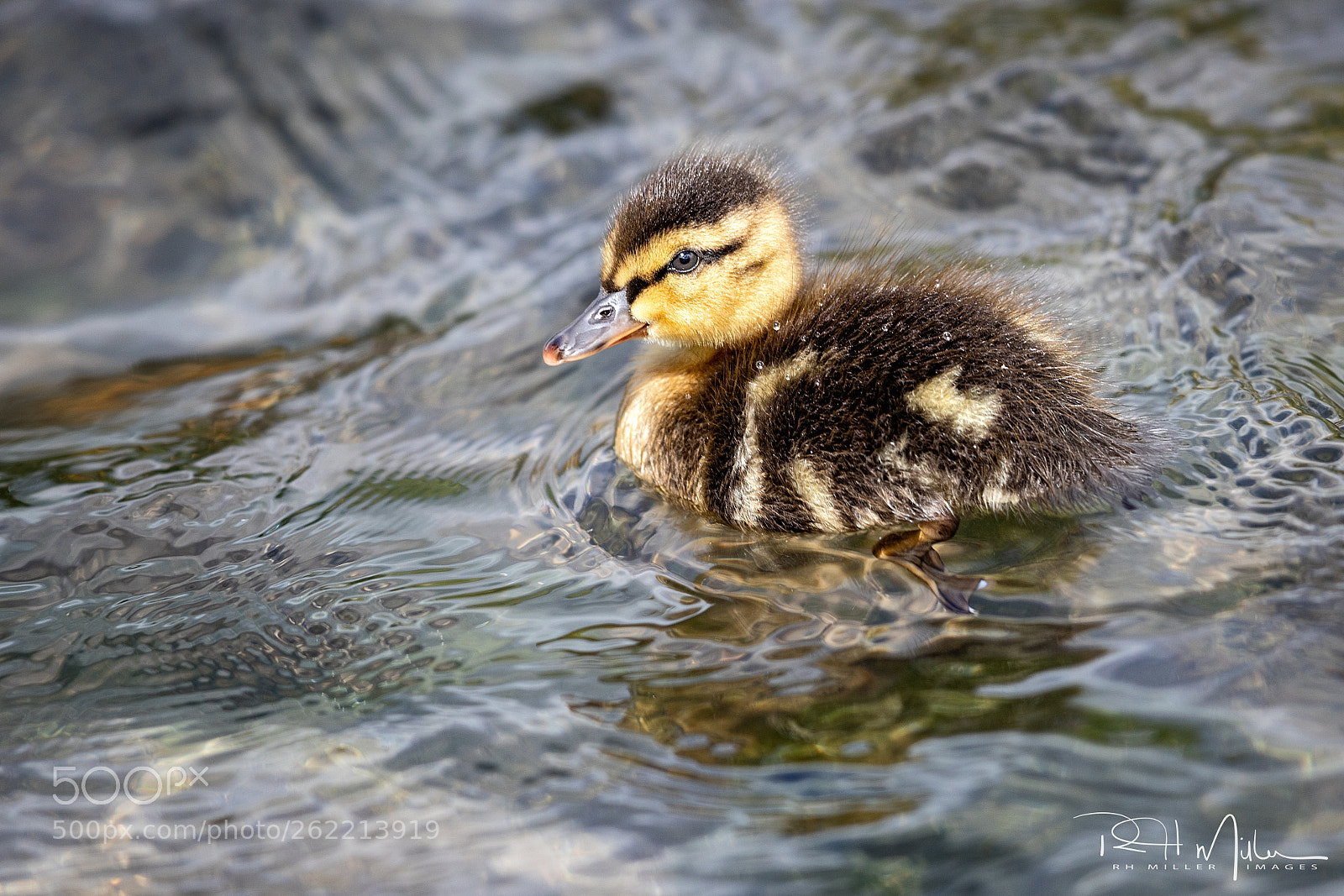 Canon EOS-1D X Mark II sample photo. Mallard duck chick photography