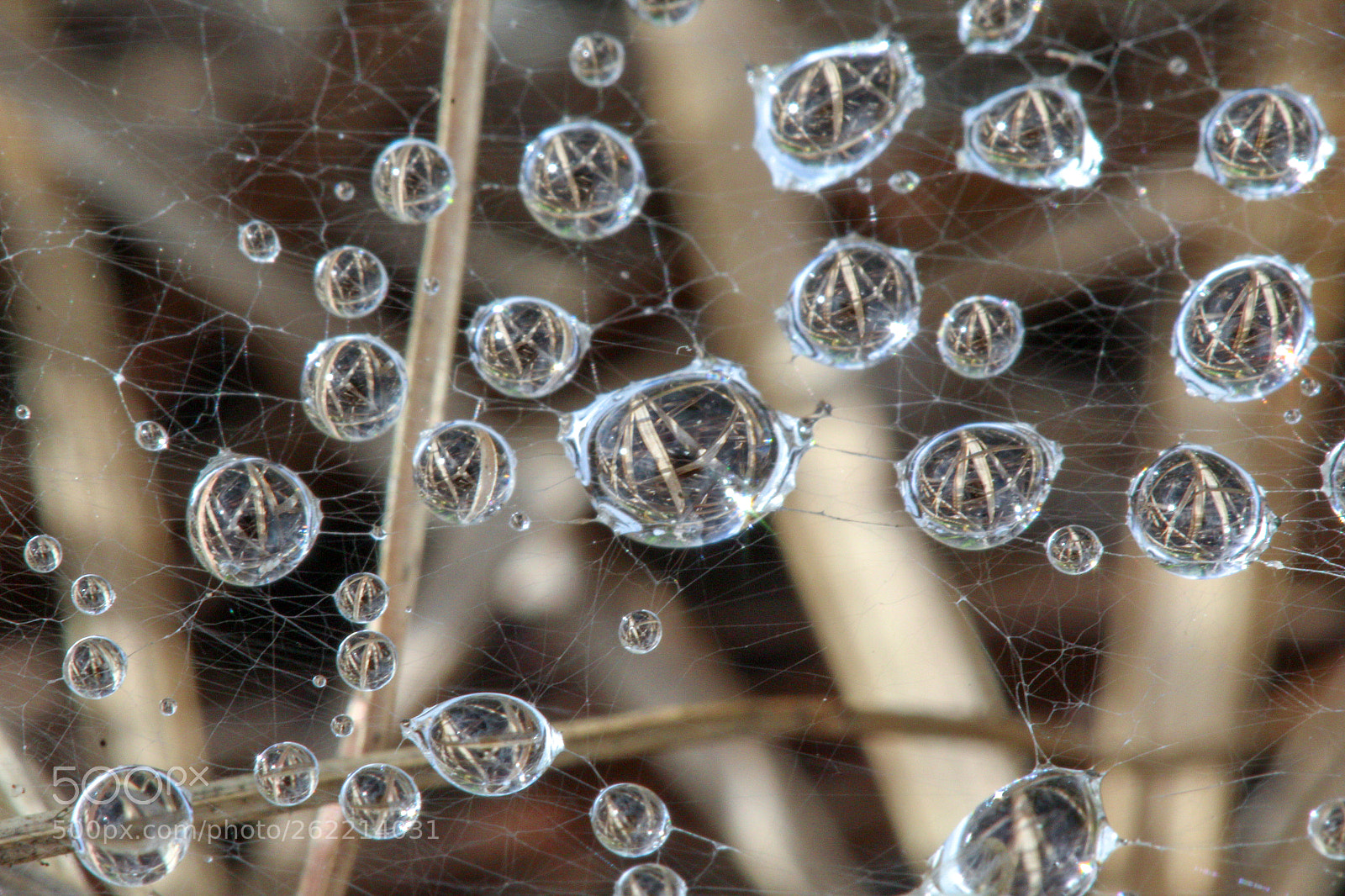 Canon EOS 1200D (EOS Rebel T5 / EOS Kiss X70 / EOS Hi) sample photo. Suspended water droplets photography