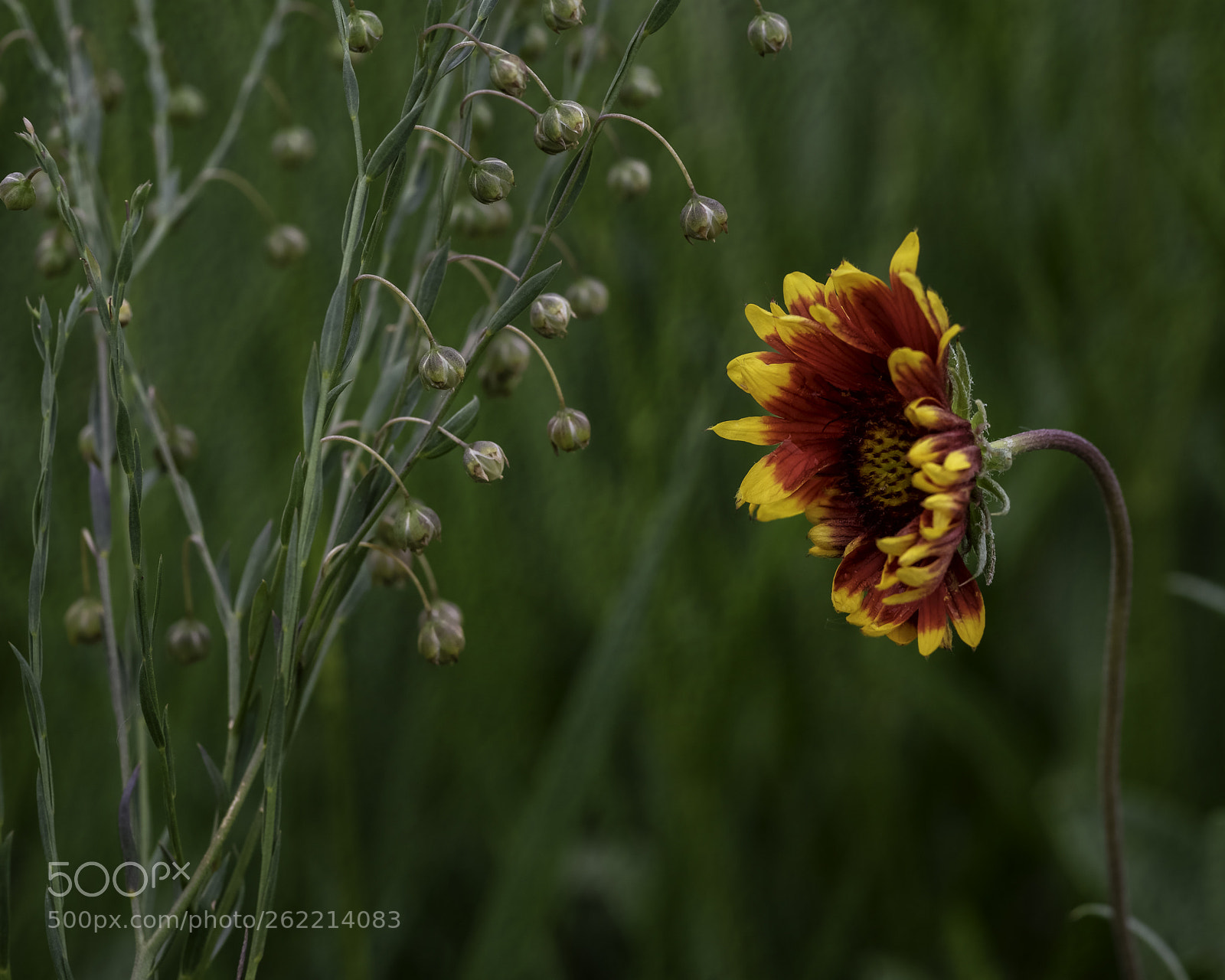 Nikon D750 sample photo. Critics photography
