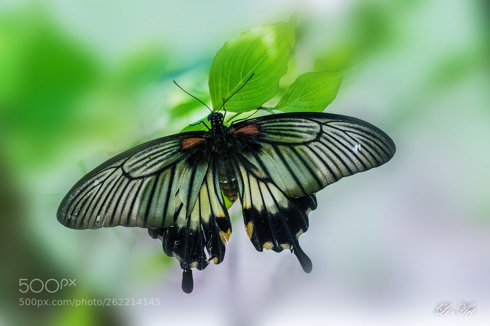 Canon EOS 7D Mark II sample photo. Untitled photography