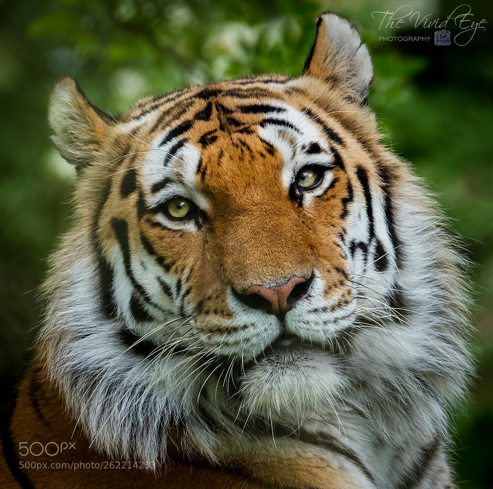 Fujifilm X-T2 sample photo. The tiger photography