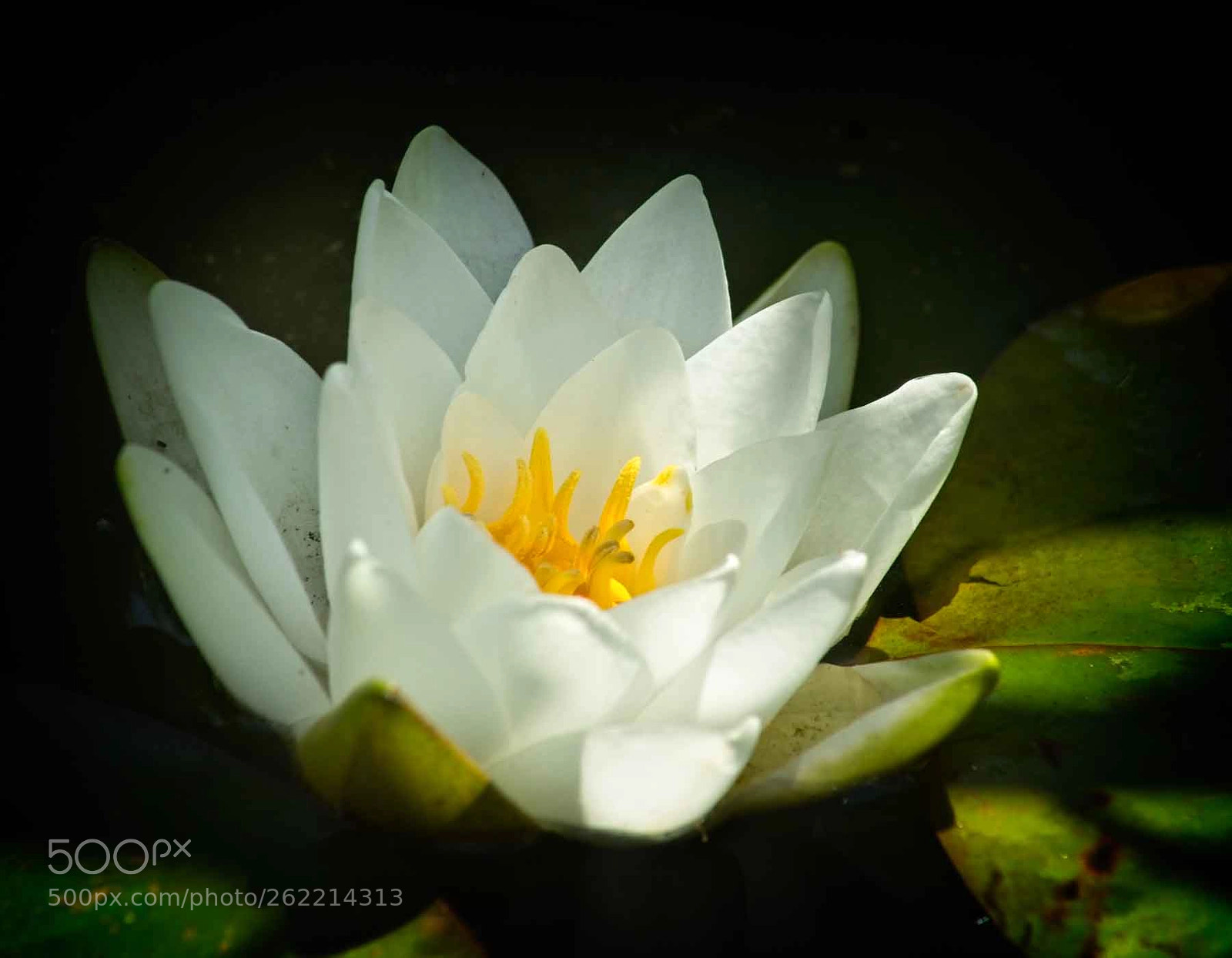 Sony a7 II sample photo. Water lily in the photography